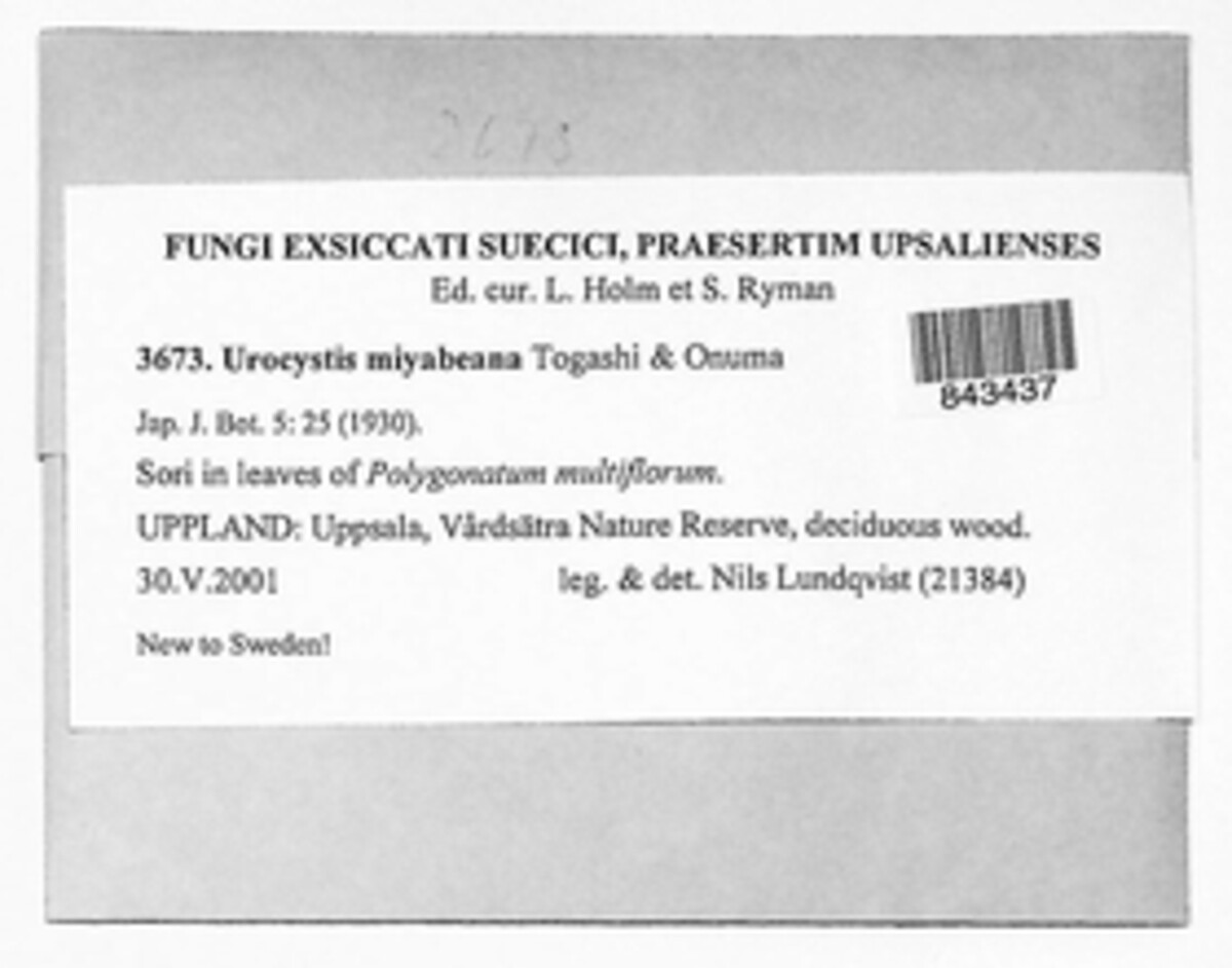 Urocystis miyabeana image